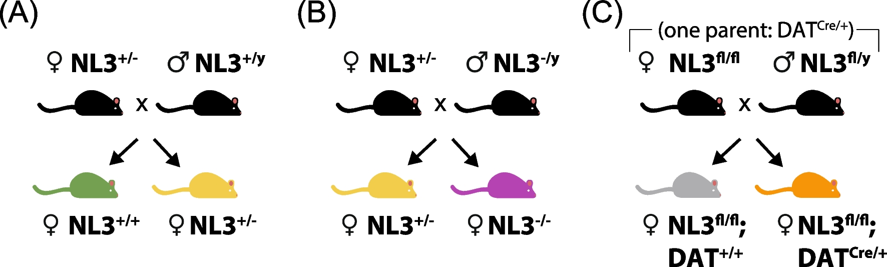 Sex differences in morphine sensitivity of neuroligin-3 knockout mice