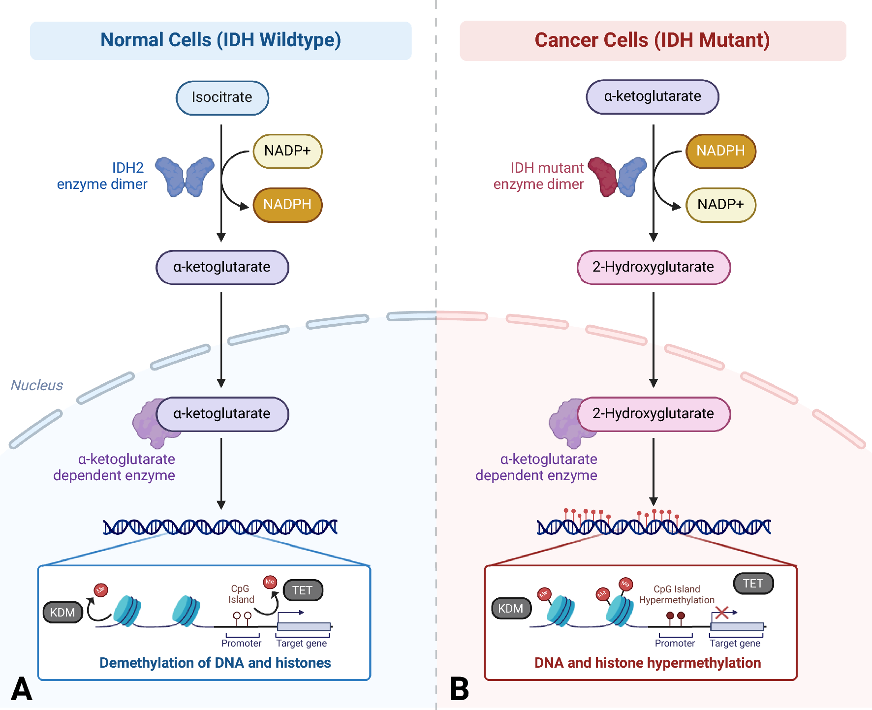 IDH1/2 Mutations in Cancer: Unifying Insights and Unlocking Therapeutic Potential for Chondrosarcoma