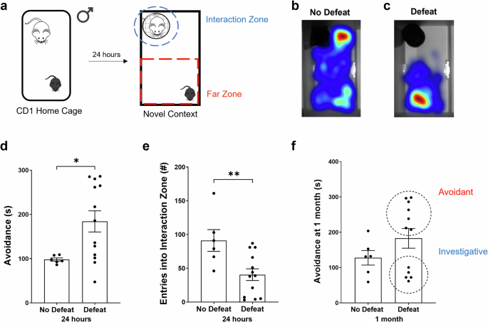 Hippocampal area CA2 activity supports social investigation following an acute social stress