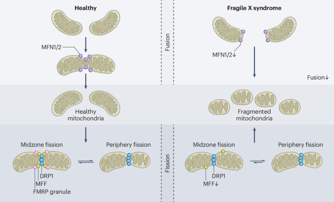 FMRP gains mitochondrial fission control