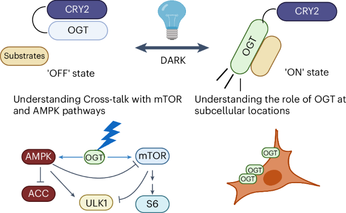 Spatiotemporal control of subcellular O-GlcNAc signaling using Opto-OGT