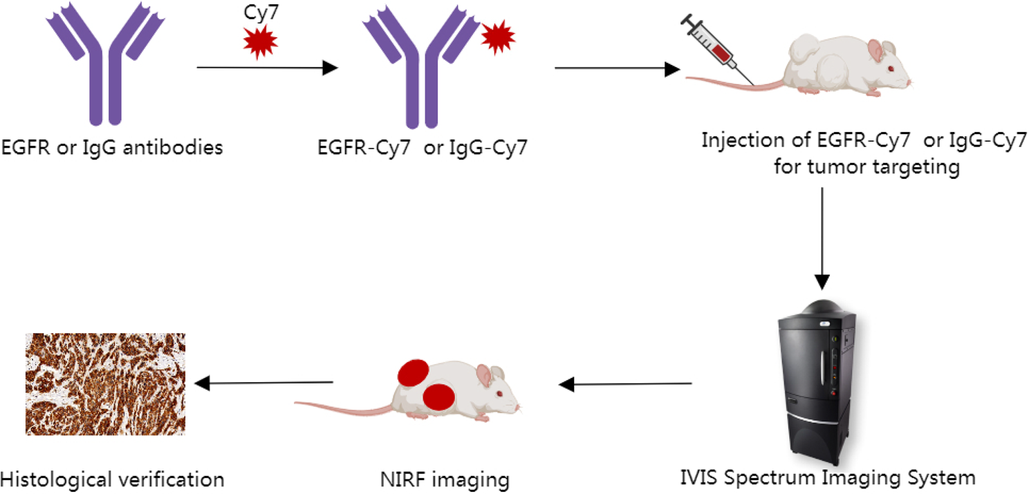 Near-infrared fluorescent molecular probes with cetuximab in the in vivo fluorescence imaging for epithelial ovarian cancer