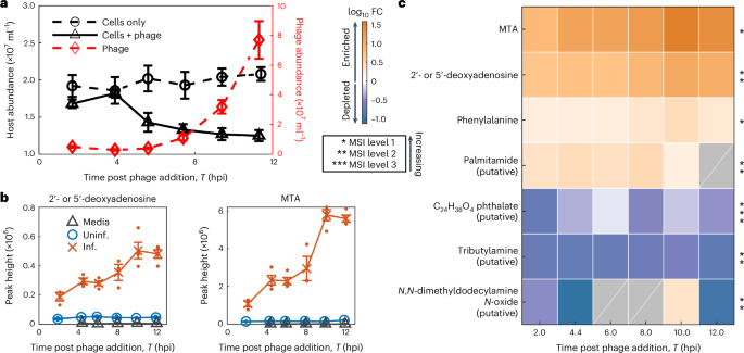 Metabolites from intact phage-infected Synechococcus chemotactically attract heterotrophic marine bacteria