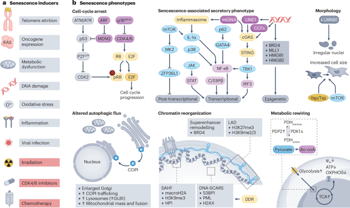 Senescence as a therapeutic target in cancer and age-related diseases