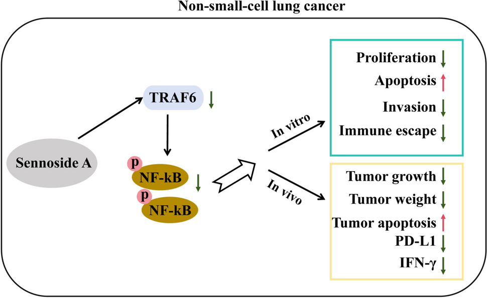 Sennoside A represses the malignant phenotype and tumor immune microenvironment of non-small cell lung cancer cells by inhibiting the TRAF6/NF-κB pathway