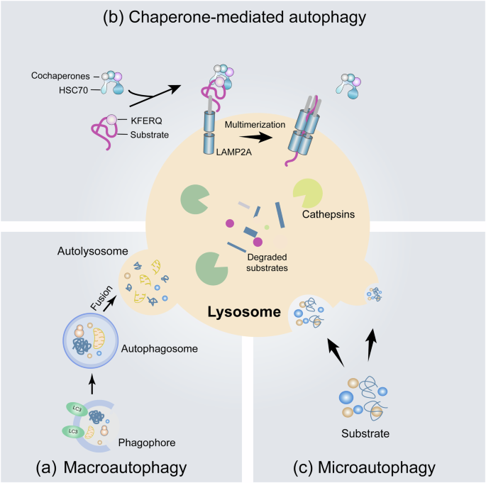 Targeting chaperone-mediated autophagy in neurodegenerative diseases: mechanisms and therapeutic potential