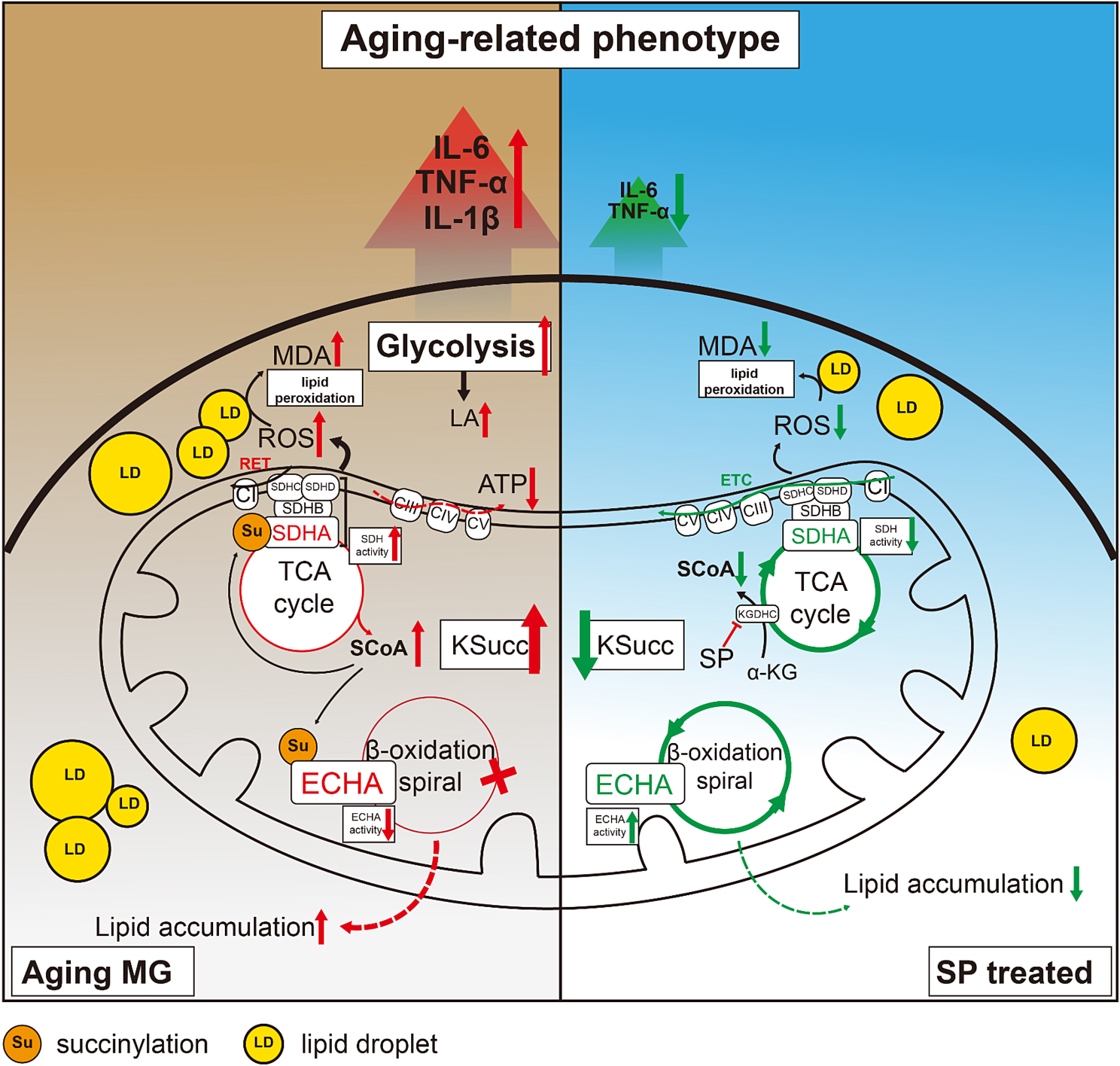 Up-regulated succinylation modifications induce a senescence phenotype in microglia by altering mitochondrial energy metabolism