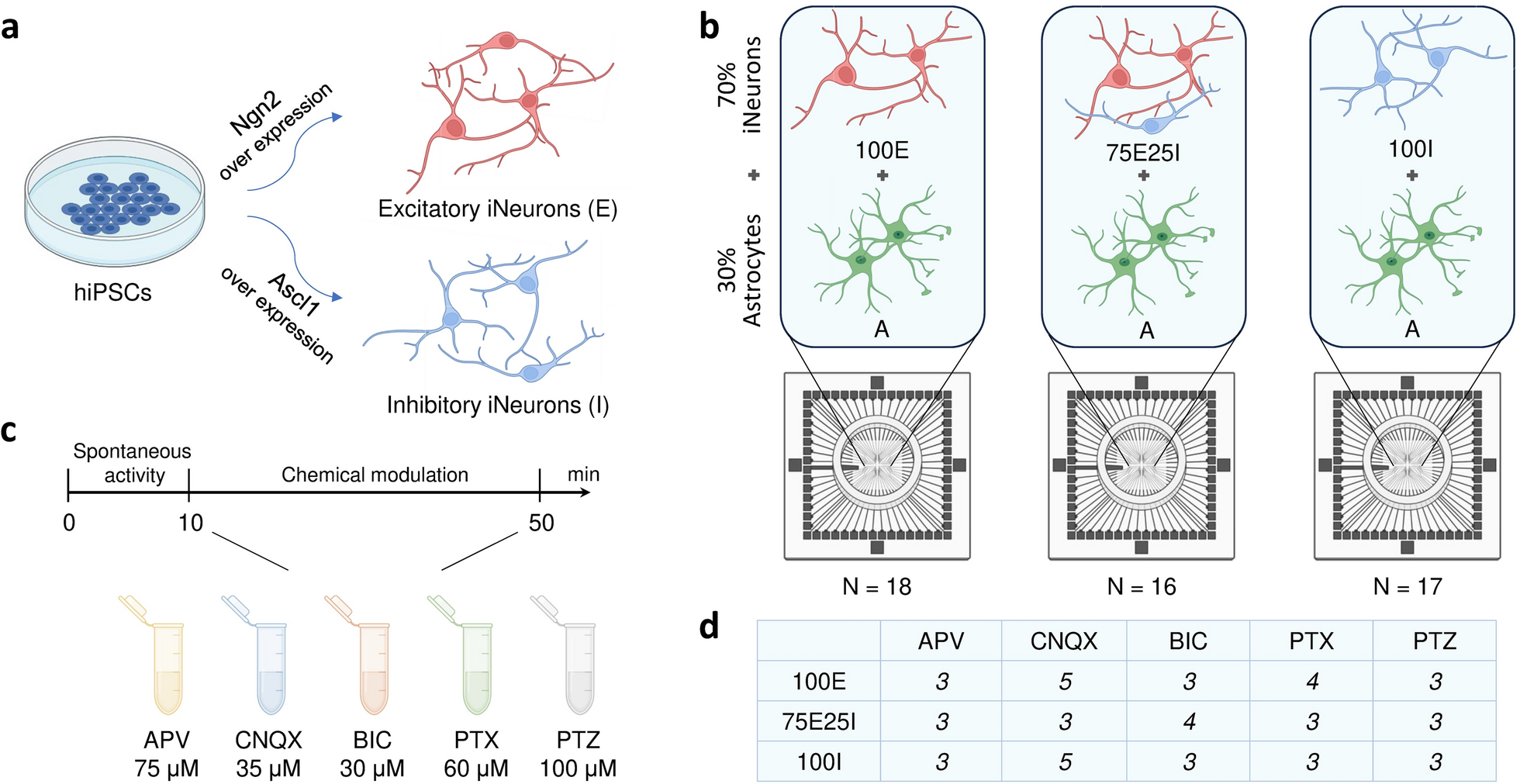 In vitro electrophysiological drug testing on neuronal networks derived from human induced pluripotent stem cells