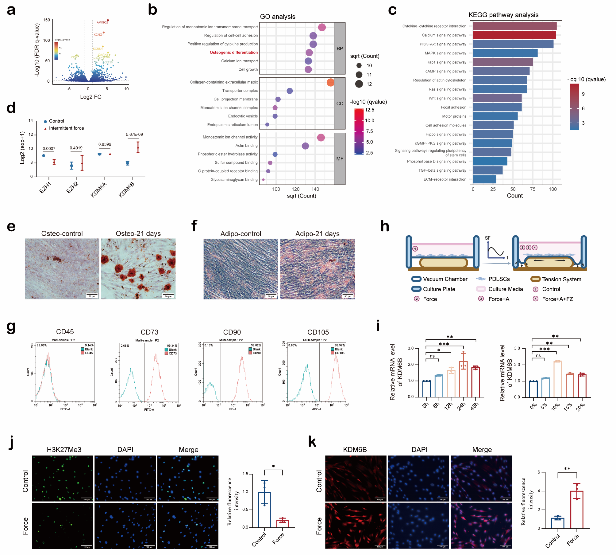 AGEs impair osteogenesis in orthodontic force-induced periodontal ligament stem cells through the KDM6B/Wnt self-reinforcing loop