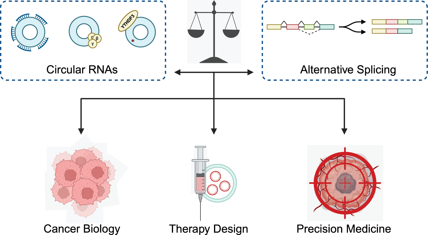 The crosstalk between alternative splicing and circular RNA in cancer: pathogenic insights and therapeutic implications