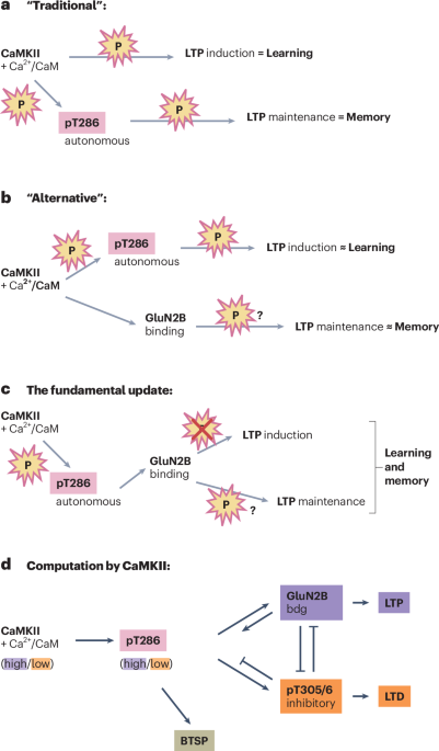 A revised view of the role of CaMKII in learning and memory