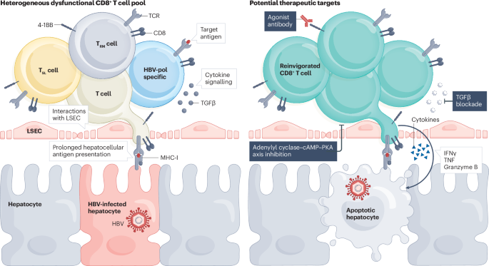 Unlocking CD8+ T cell potential in chronic hepatitis B virus infection