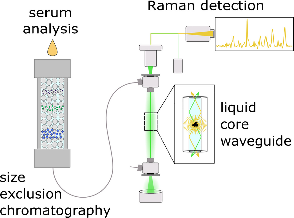 Online coupling of size exclusion chromatography to capillary-enhanced Raman spectroscopy for the identification of protein classes in hemolyzed blood serum