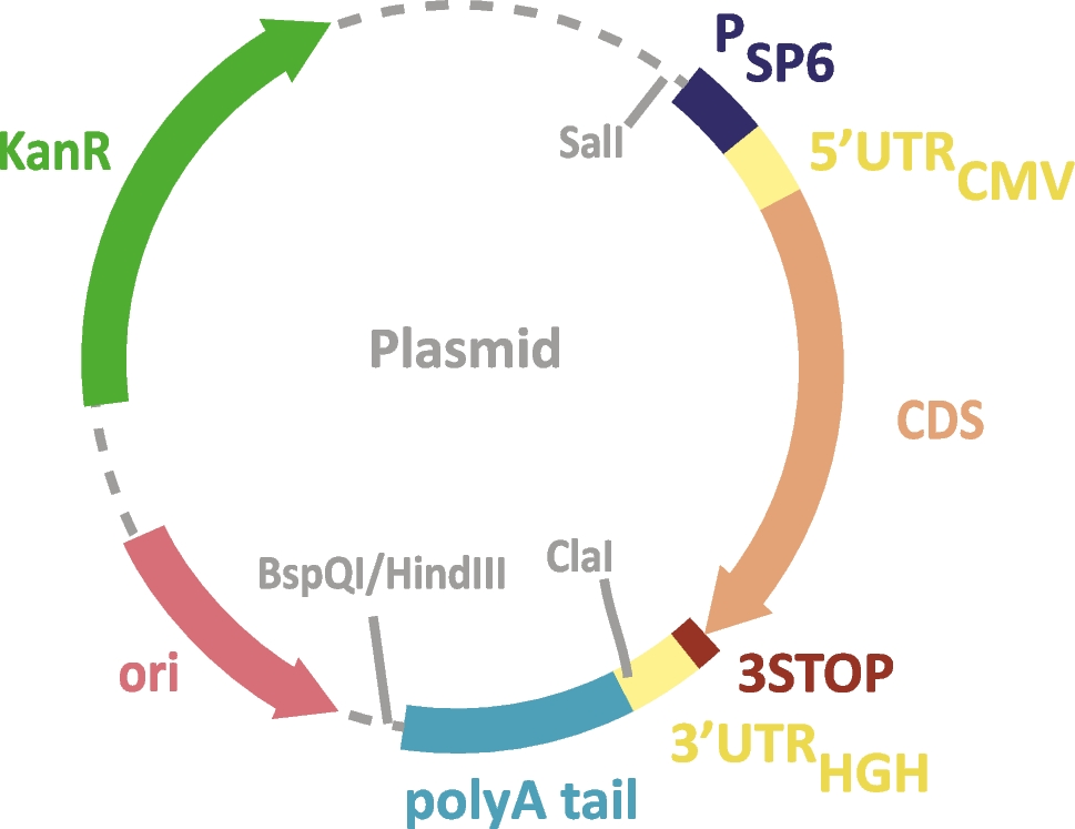 Characterization of poly(A) and poly(T) tail lengths in plasmid DNA by liquid chromatography high-resolution mass spectrometry