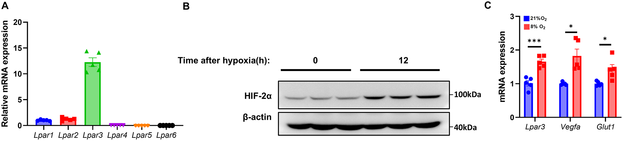 Deficiency of lysophosphatidic acid receptor 3 decreases erythropoietin production in hypoxic mouse kidneys