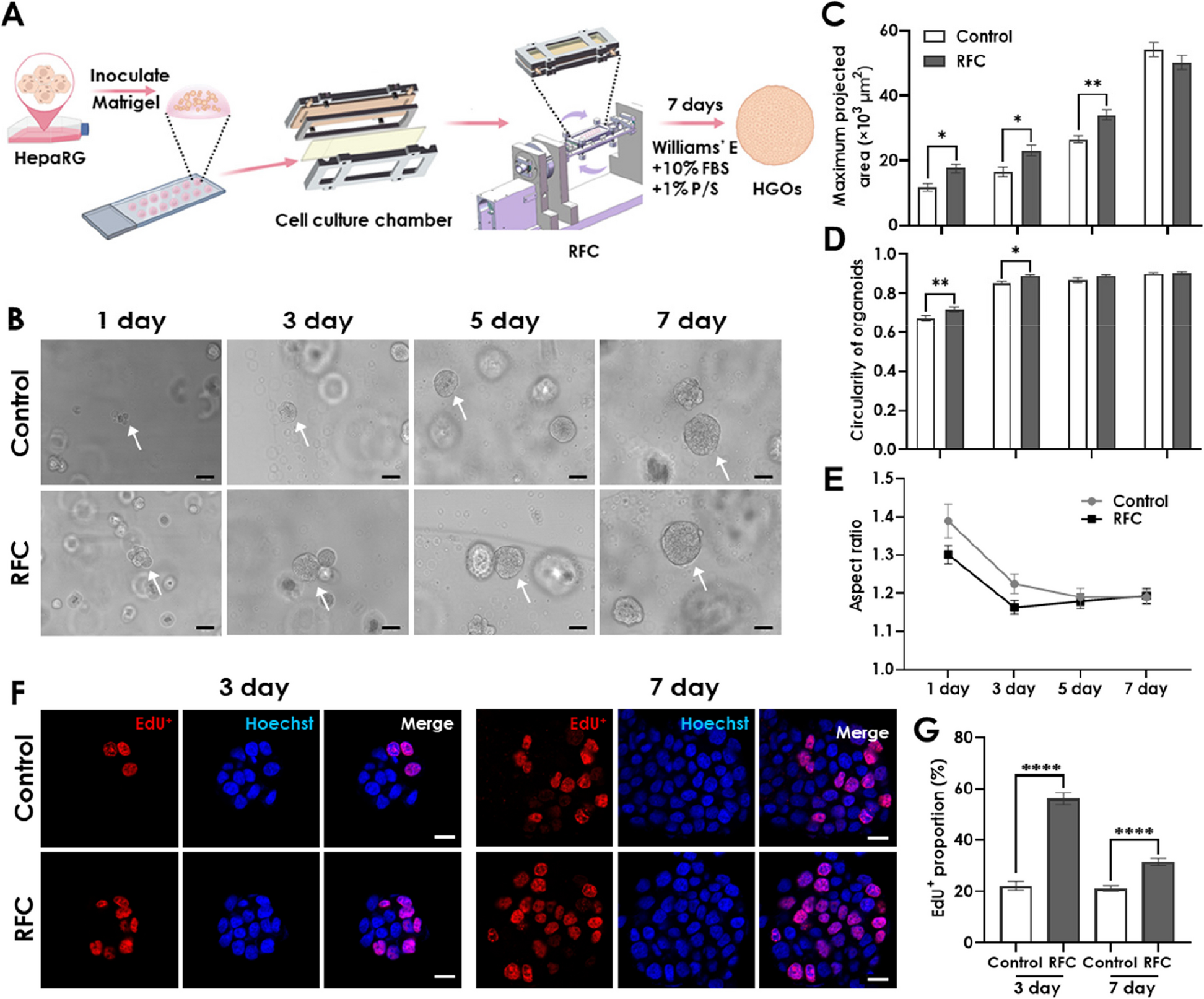 Rotating culture regulates the formation of HepaRG-derived liver organoids via YAP translocation