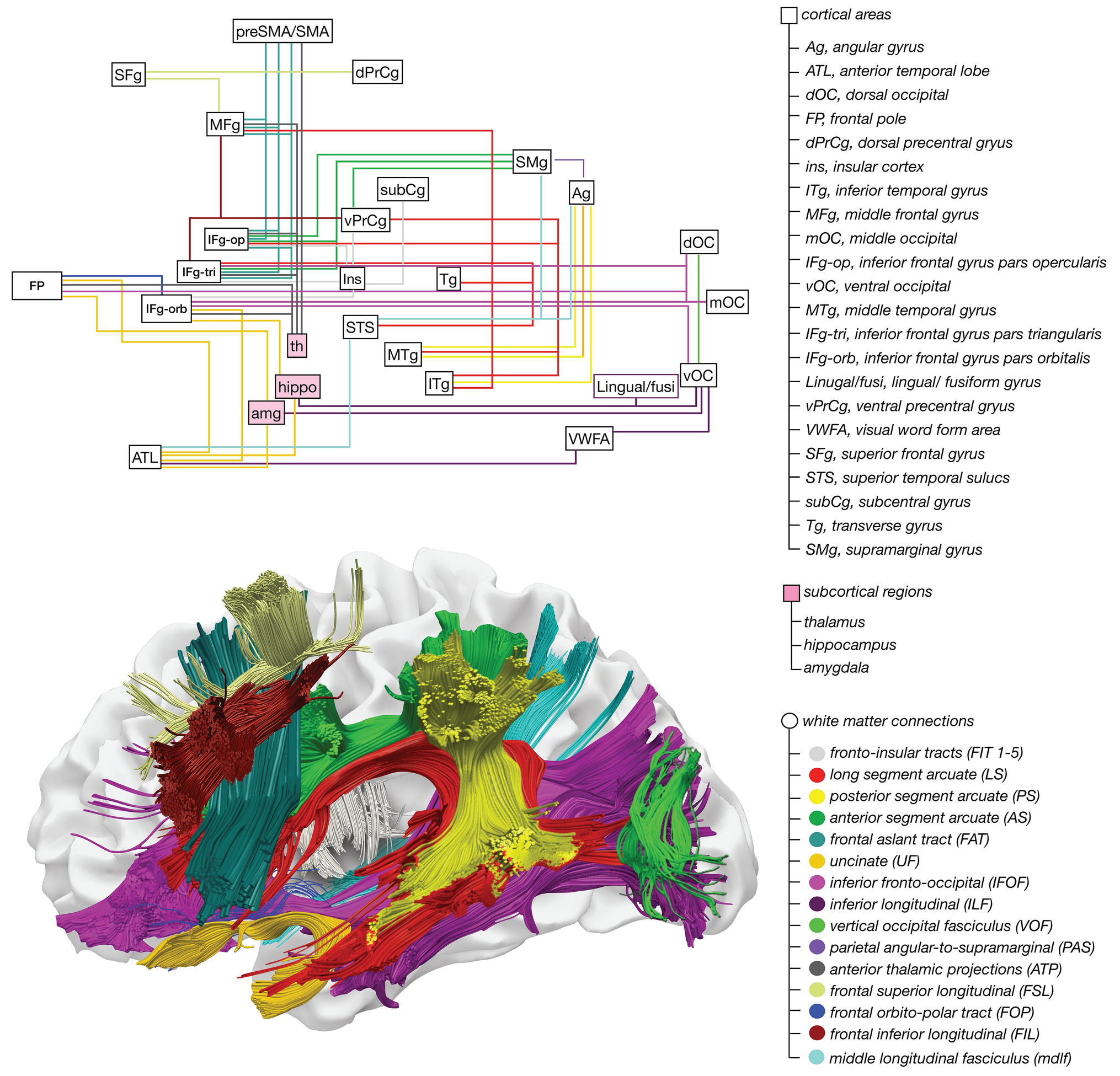 Redefining language networks: connectivity beyond localised regions