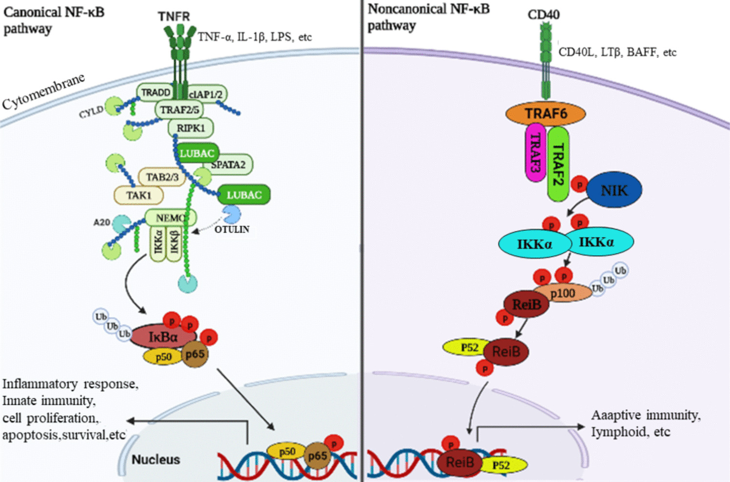 NF-κB Signaling Pathway in Rheumatoid Arthritis: Mechanisms and Therapeutic Potential