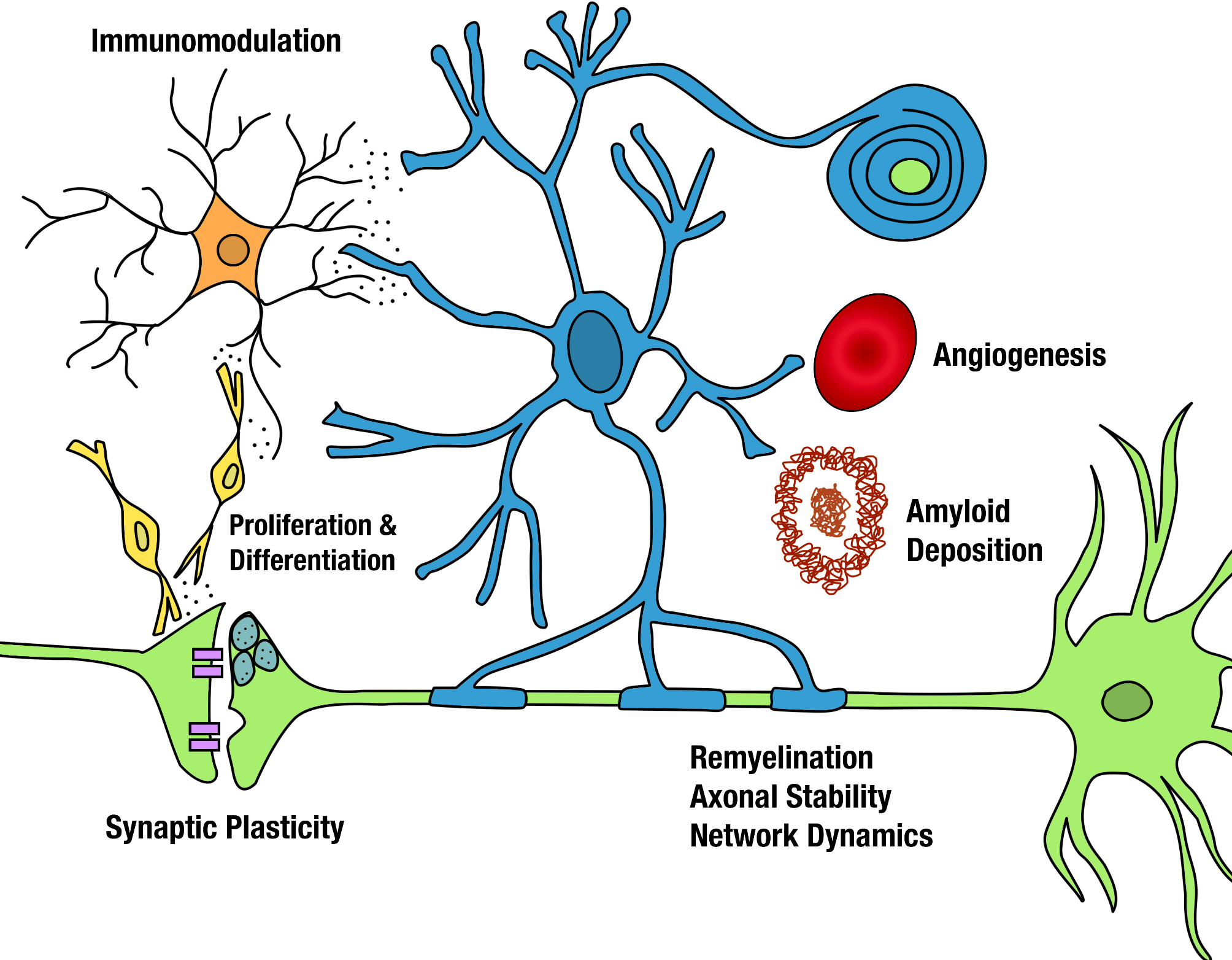 Are oligodendrocytes the missing link in Alzheimer’s disease and related dementia research?