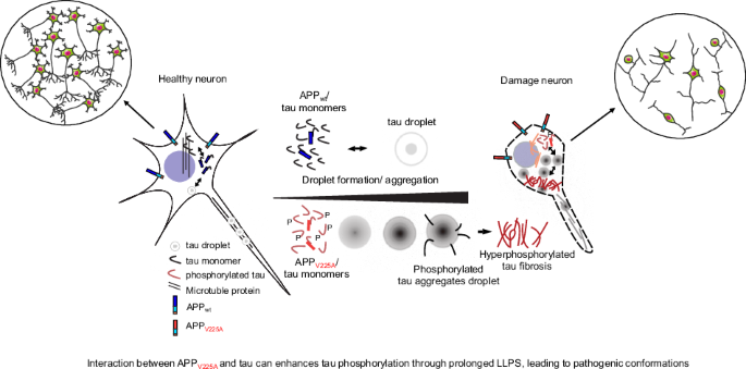 The pathogenic APP N-terminal Val225Ala mutation alters tau protein liquid-liquid phase separation and exacerbates synaptic damage