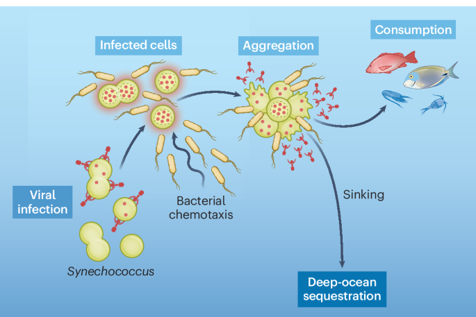 Bacterial chemotaxis toward virus-infected cyanobacteria