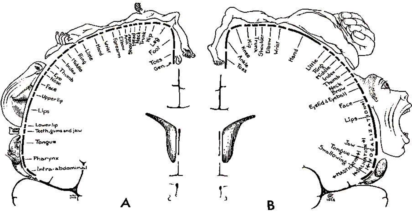 The Contributions of the Bodily Senses to Body Representations in the Brain