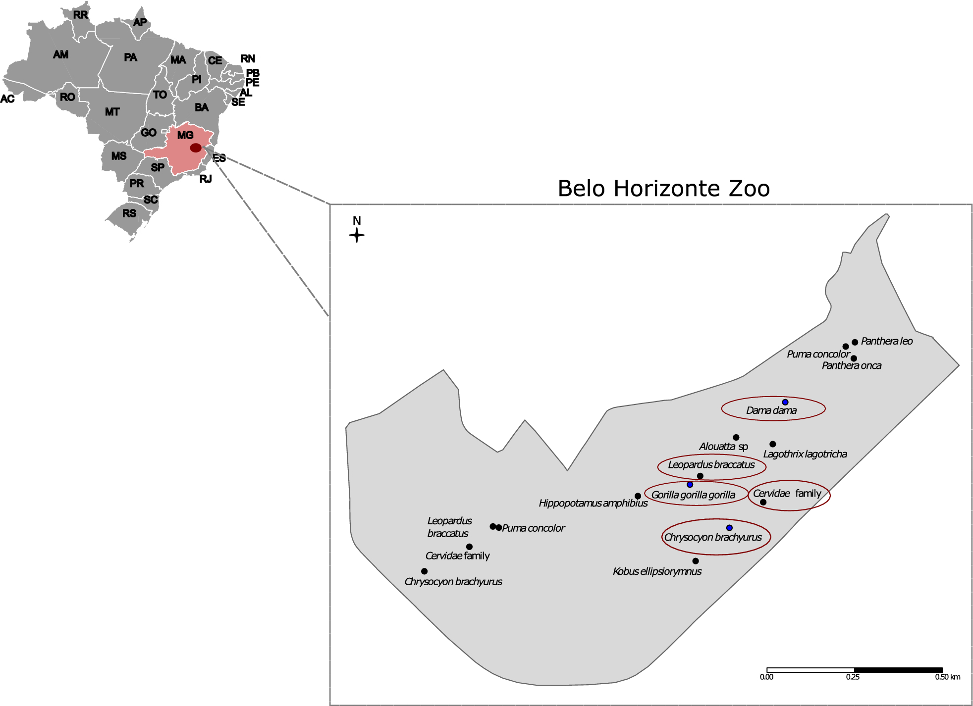 SARS-CoV-2 surveillance in captive animals at the belo horizonte zoo, Minas Gerais, Brazil