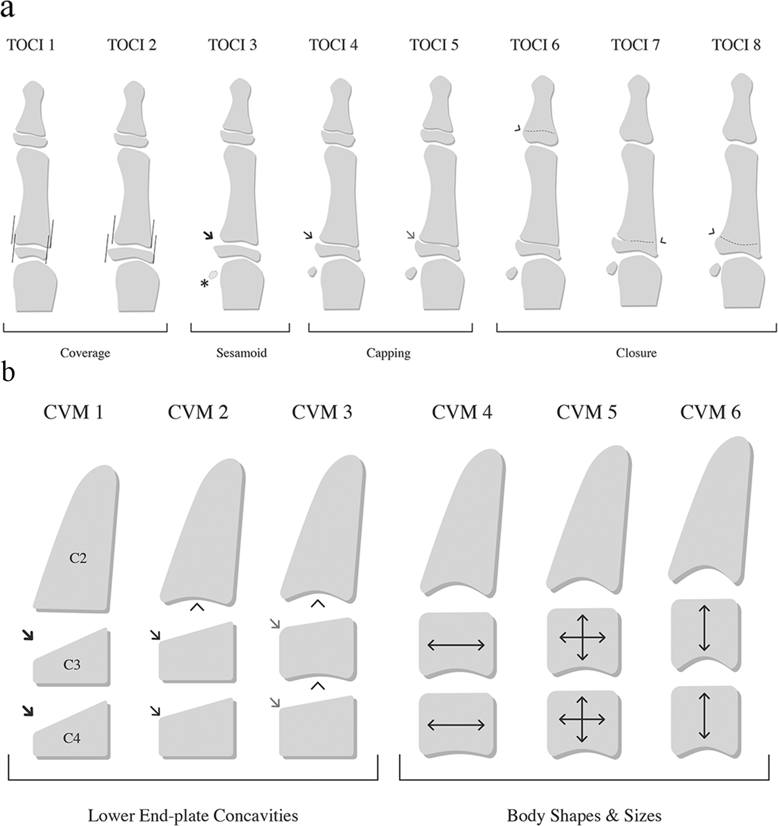 A comparative analysis of axial and appendicular skeletal maturity staging systems through assessment of longitudinal growth and curve modulation after VBT surgery