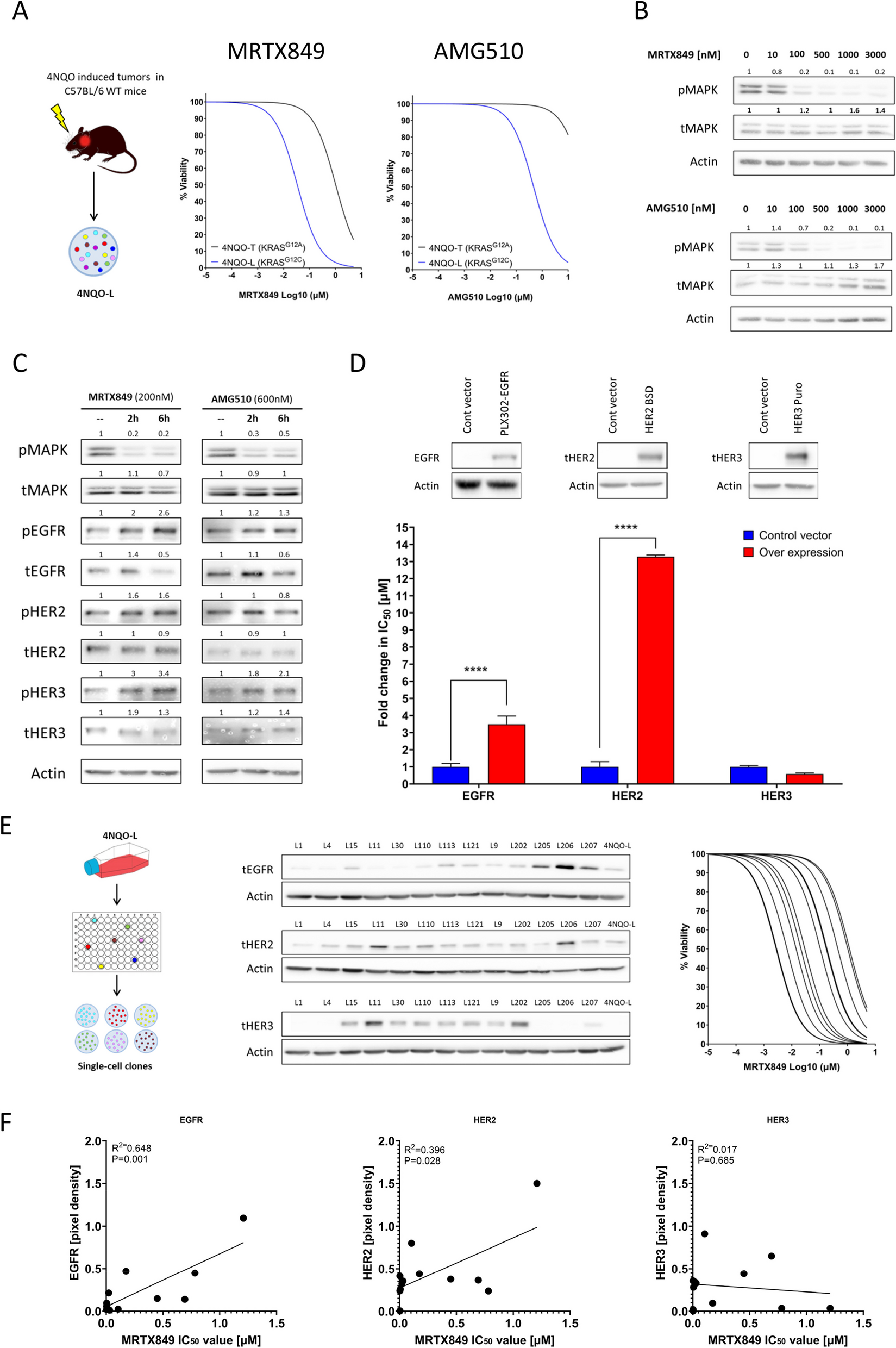 Dual inhibition of HERs and PD-1 counteract resistance in KRASG12C-mutant head and neck cancer