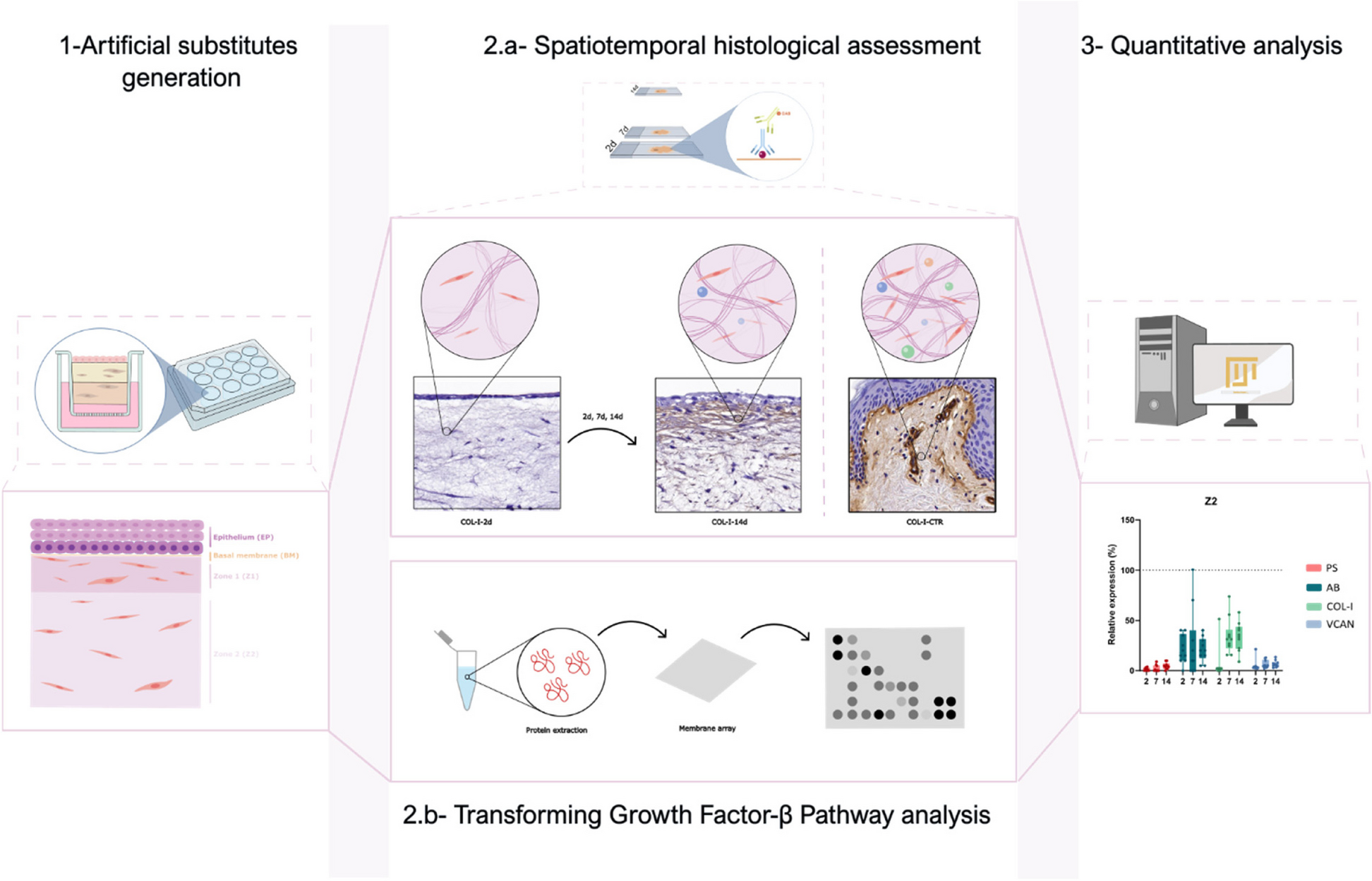 Spatiotemporal characterization of extracellular matrix maturation in human artificial stromal-epithelial tissue substitutes