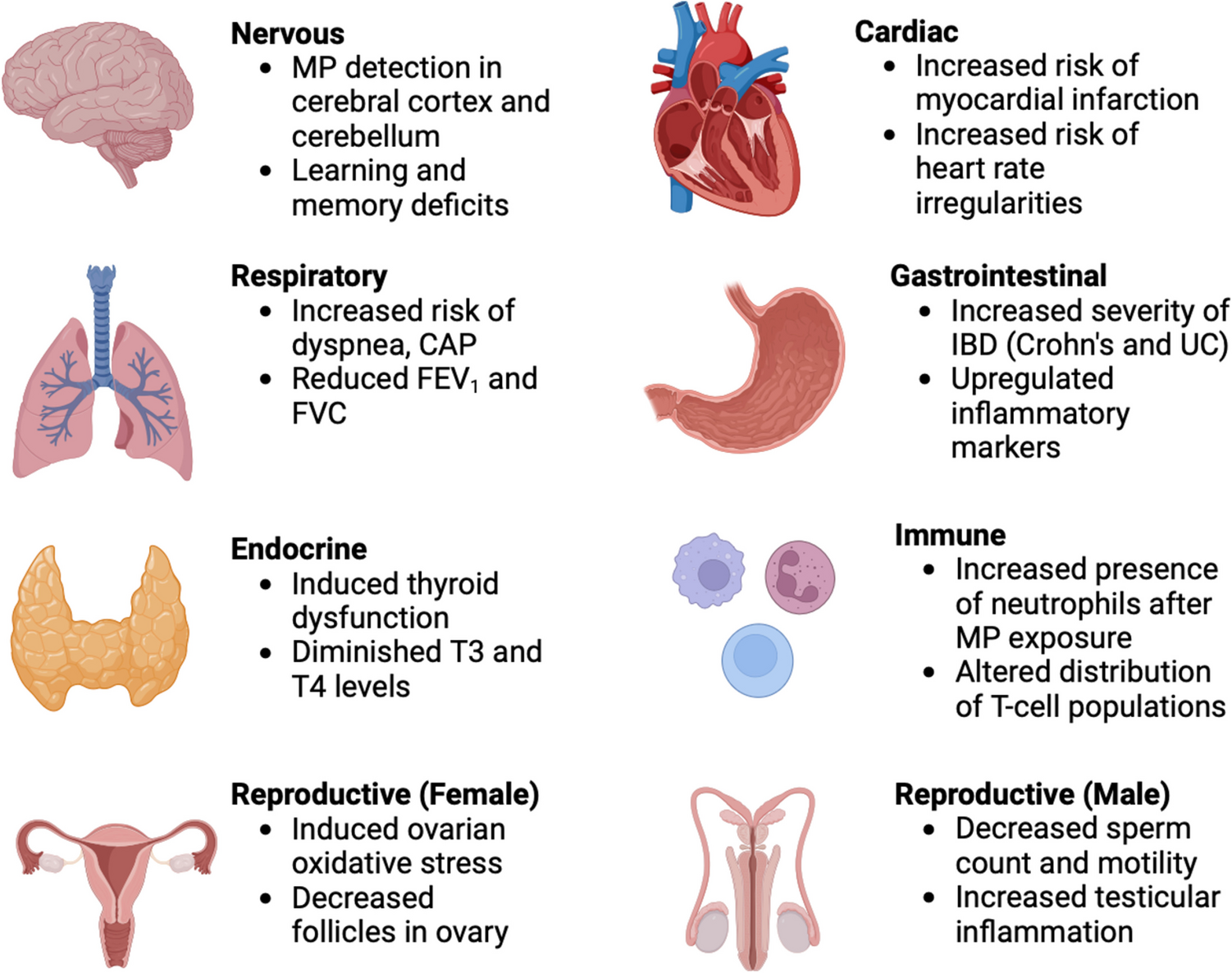 The Effects of Microplastics on Musculoskeletal Disorder; A Narrative Review