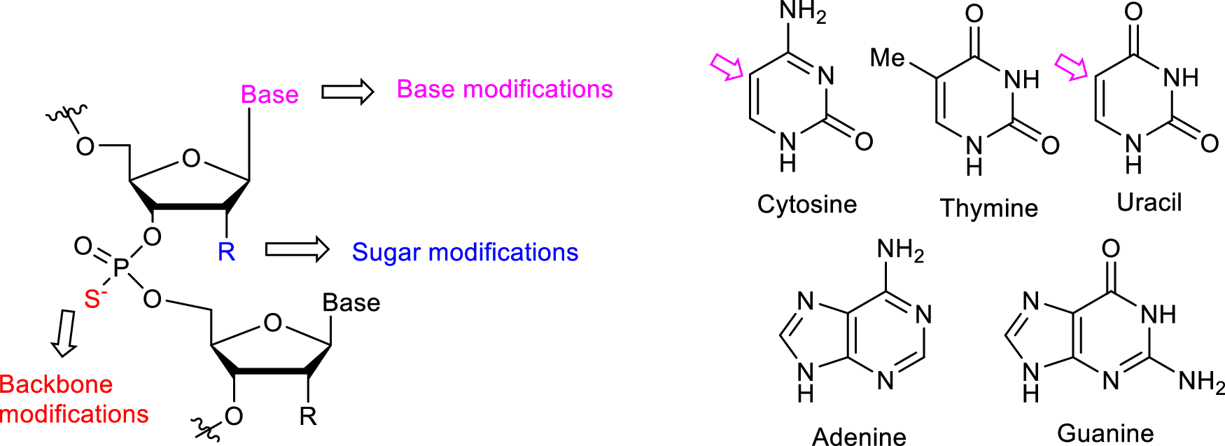 Oligonucleotides: evolution and innovation