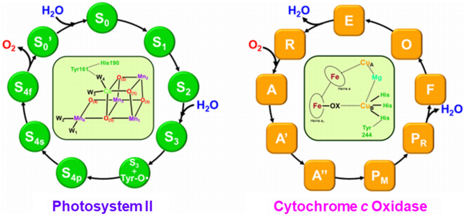 Similarity between oxygen evolution in photosystem II and oxygen reduction in cytochrome c oxidase via proton coupled electron transfers. A unified view of the oxygenic life from four electron oxidation–reduction reactions