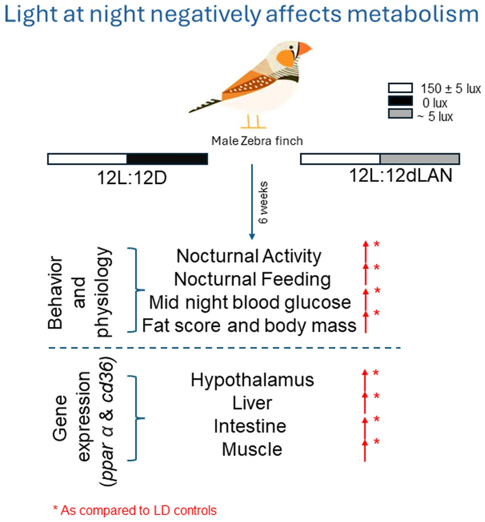 Dimly illuminated nights alter behavior and negatively affect fat metabolism in adult male zebra finches