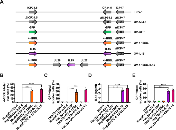 Oncolytic virus encoding 4-1BBL and IL15 enhances the efficacy of tumor-infiltrating lymphocyte adoptive therapy in HCC