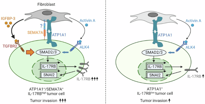 Correction: SEMA7A-mediated juxtacrine stimulation of IGFBP-3 upregulates IL-17RB at pancreatic cancer invasive front