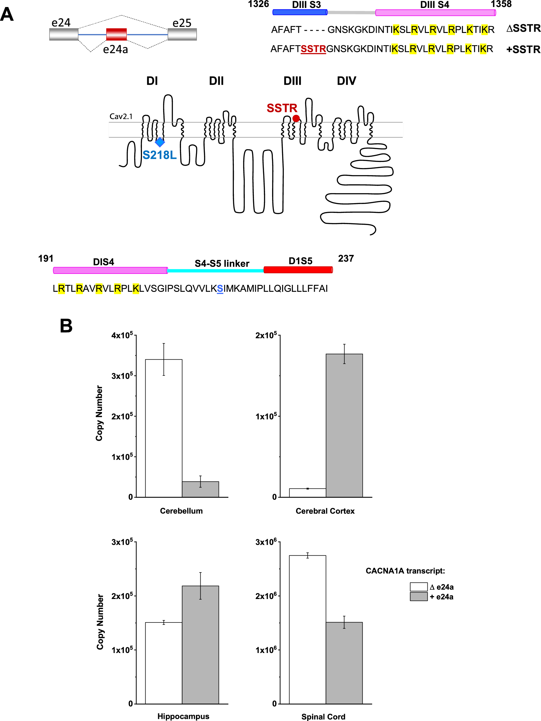 A structural analysis of the splice-specific functional impact of the pathogenic familial hemiplegic migraine type 1 S218L mutation on Cav2.1 P/Q-type channel gating