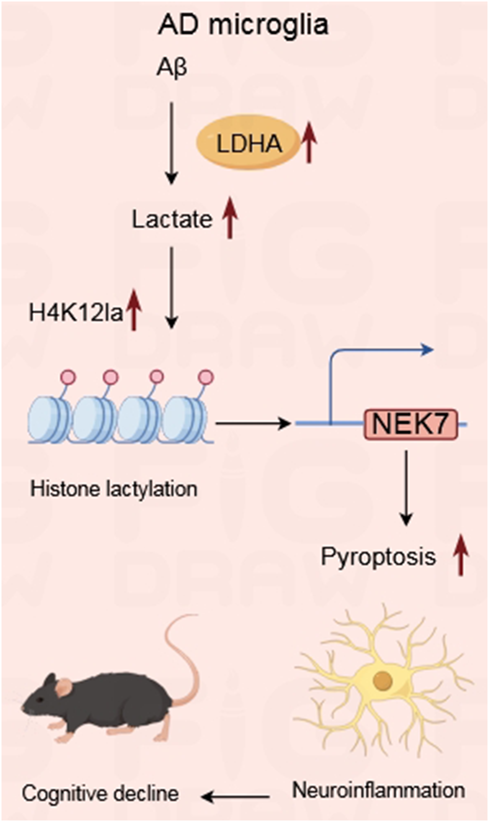 NEK7 induces lactylation in Alzheimer’s disease to promote pyroptosis in BV-2 cells