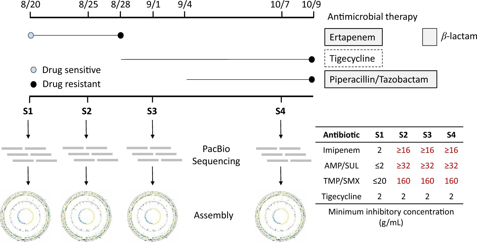 Emergence of carbapenem resistance in persistent Shewanella algae bacteremia: the role of pdsS G547W mutation in adaptive subpopulation dynamics