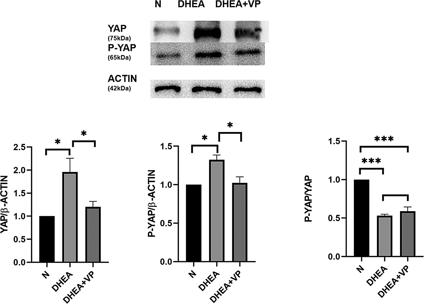 Correction: Correlation between ovarian follicular development and Hippo pathway in polycystic ovary syndrome