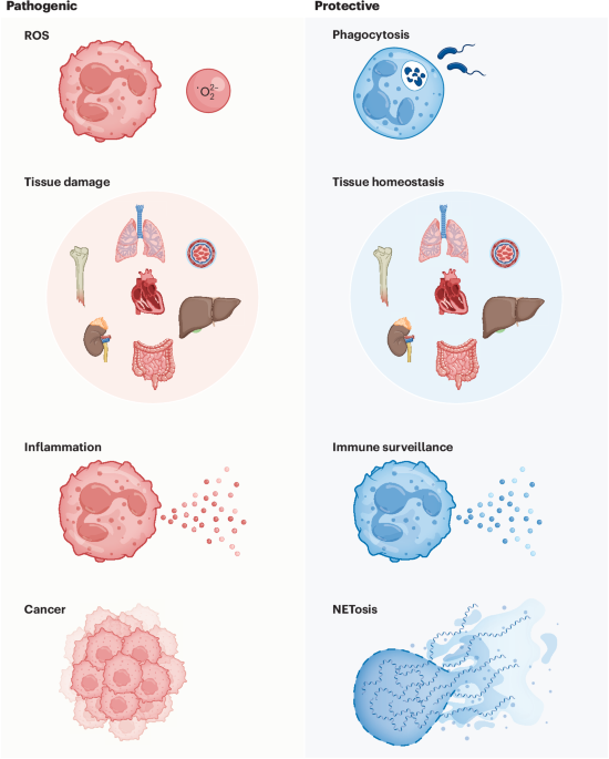 The diverse roles of neutrophils from protection to pathogenesis