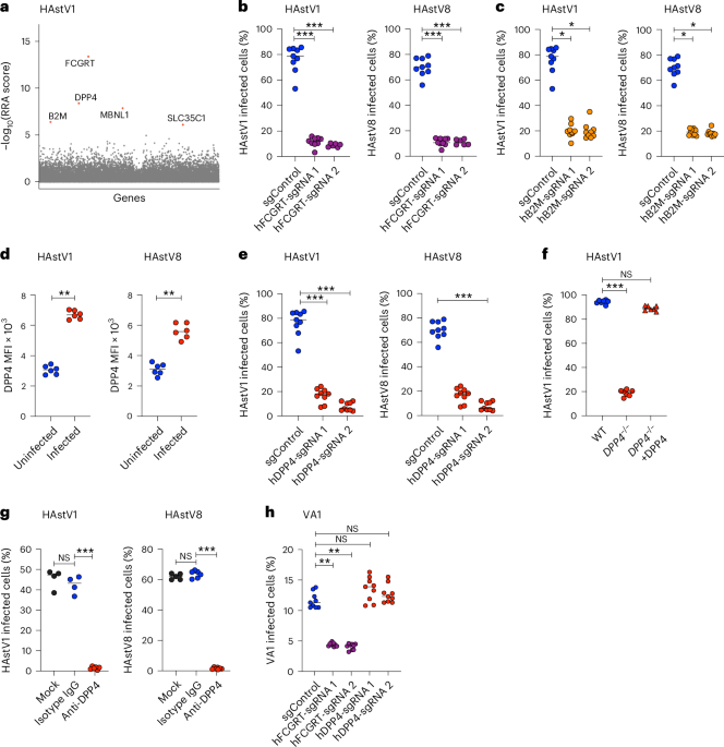 The neonatal Fc receptor is a cellular receptor for human astrovirus