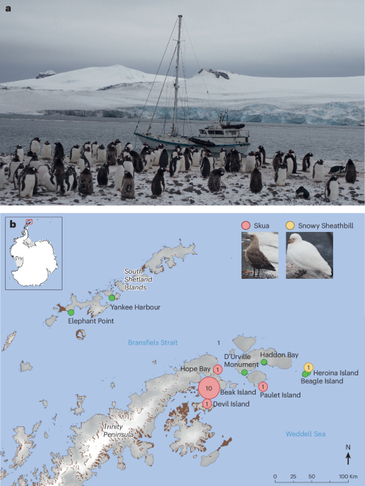 Searching for high pathogenicity avian influenza virus in Antarctica