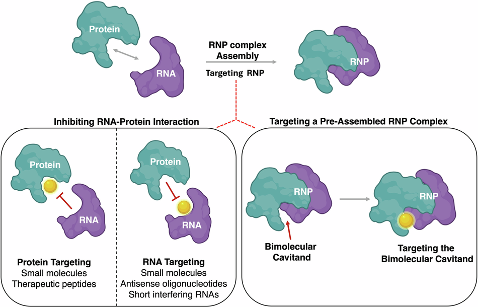 Targeting RNA-protein interactions with small molecules: promise and therapeutic potential