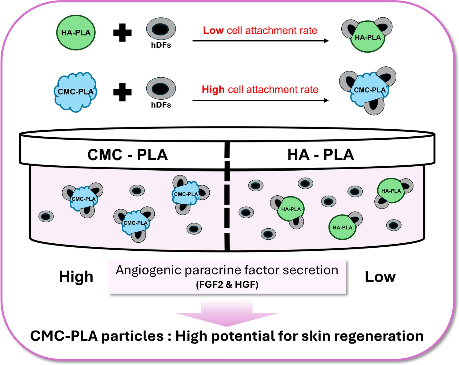 Enhancing Skin Regeneration Efficacy of Human Dermal Fibroblasts Using Carboxymethyl Cellulose-Coated Biodegradable Polymer