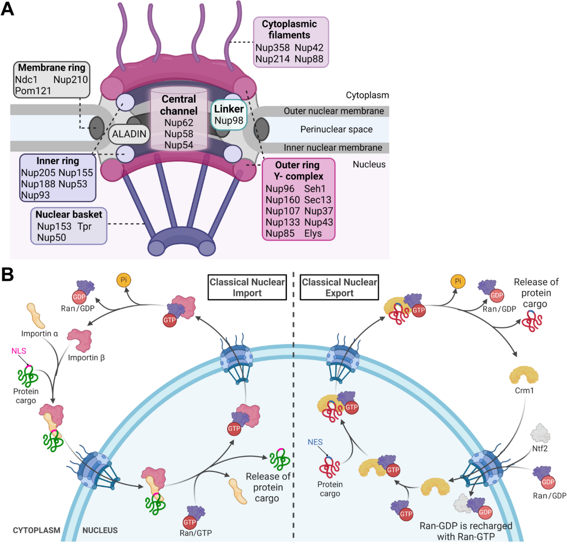 Nuclear pore and nucleocytoplasmic transport impairment in oxidative stress-induced neurodegeneration: relevance to molecular mechanisms in Pathogenesis of Parkinson’s and other related neurodegenerative diseases