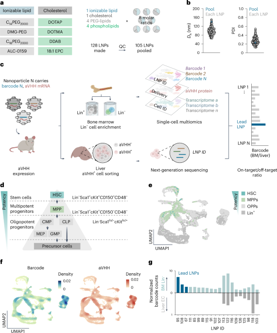 Lipid nanoparticle-mediated mRNA delivery to CD34+ cells in rhesus monkeys