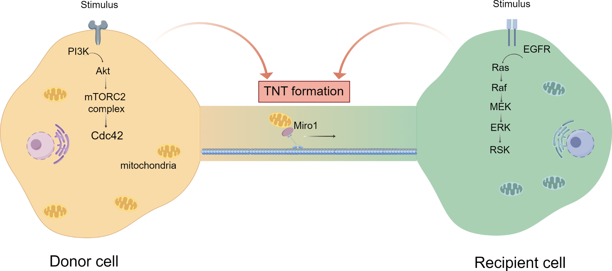 Unveiling the power of mitochondrial transfer in cancer progression: a perspective in ovarian cancer