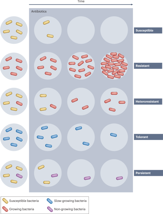 Antibiotic-recalcitrant Salmonella during infection