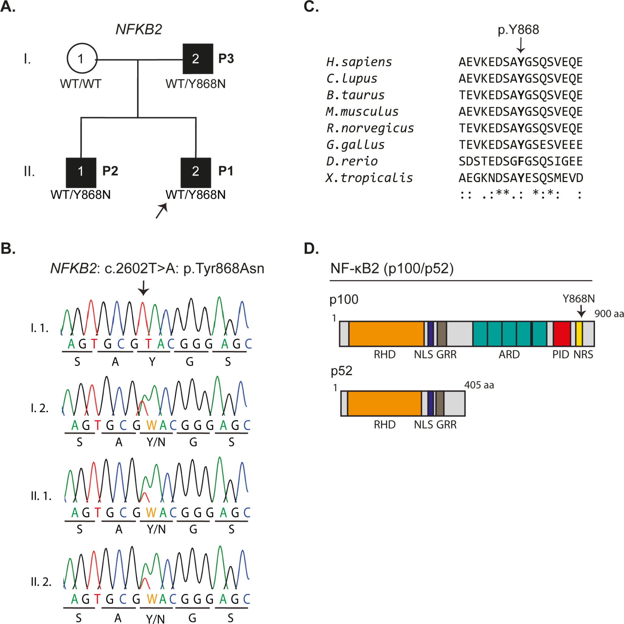 A Novel Heterozygous NFKB2 Variant in a Multiplex Family with Common Variable Immune Deficiency and Autoantibodies Against Type I IFNs